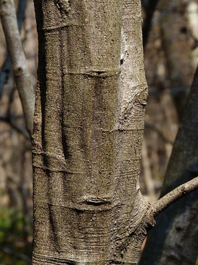 {Alnus serrulata}